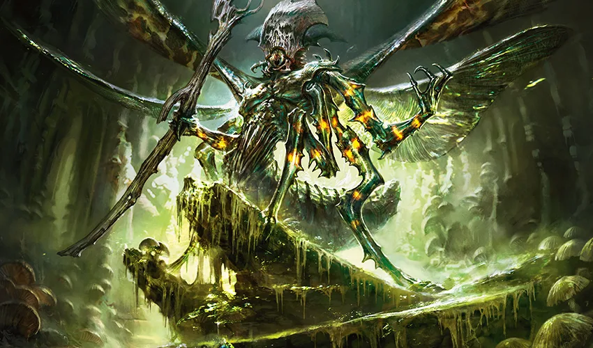 Kraul illustration